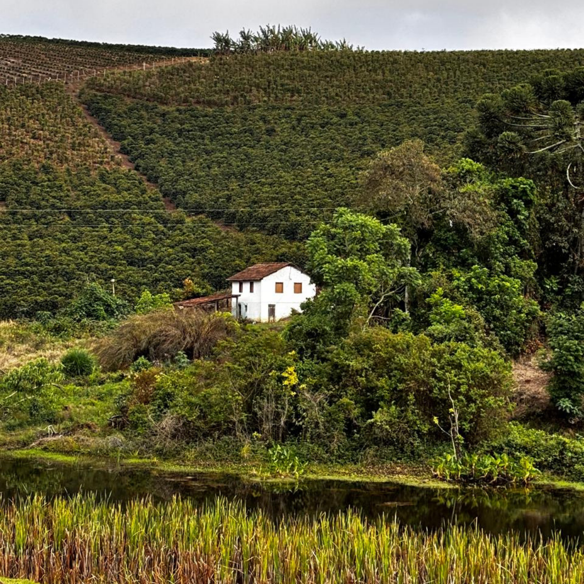 THE REAL STORY: WHAT'S ACTUALLY IN YOUR DANCING GOATS (1/5)